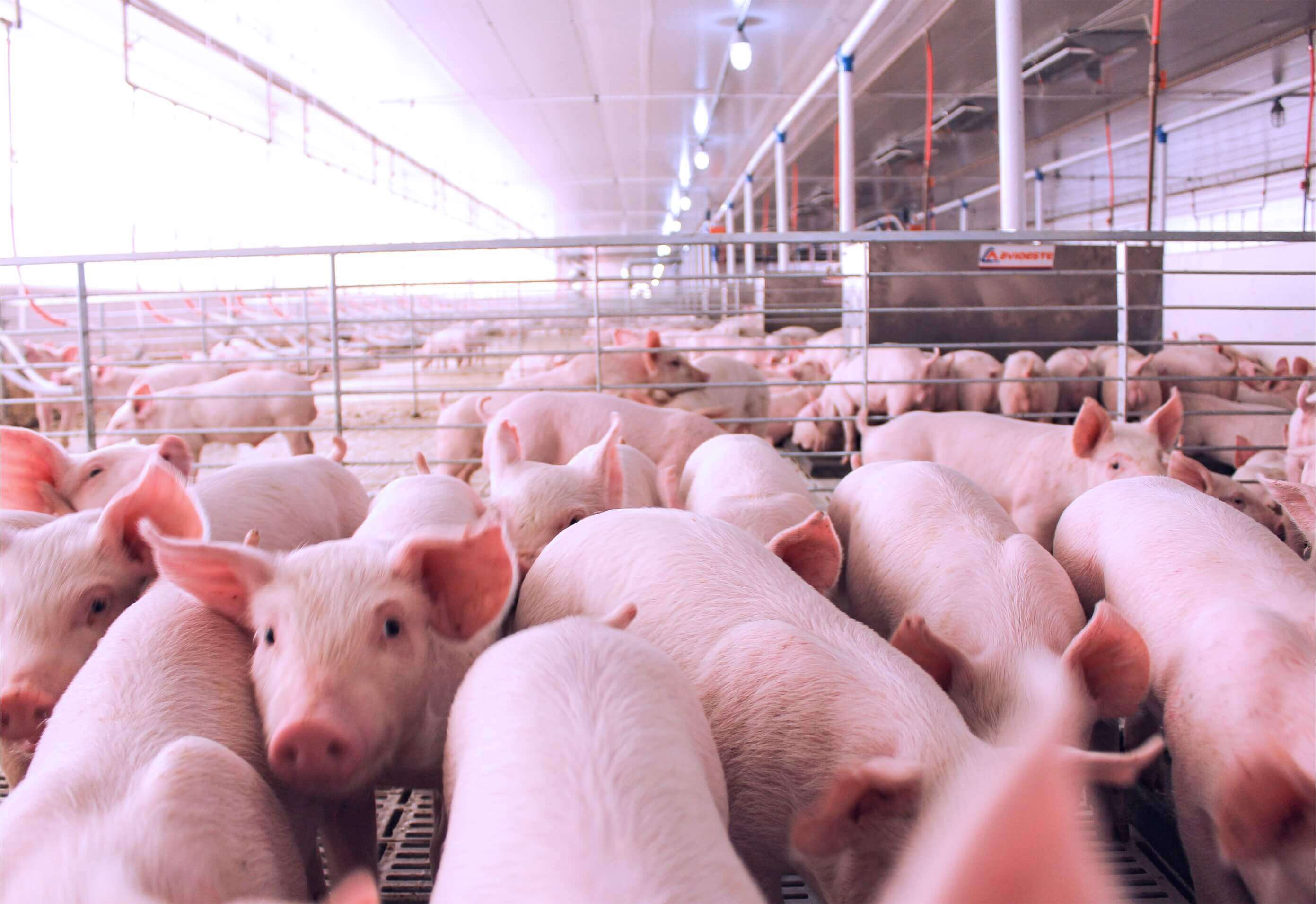 Capa Santa Catarina amplia em 35% as exportações de carne suína em 2020